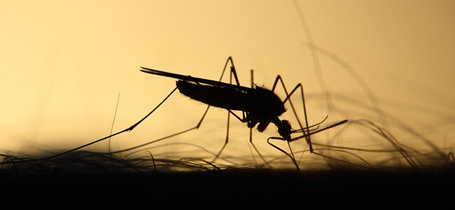 Muggenoverlast in de winter?