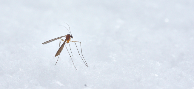 Hoe overleven muggen de winter?