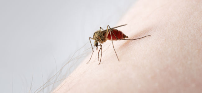 Veel muggen door hogere temperaturen en vochtig weer