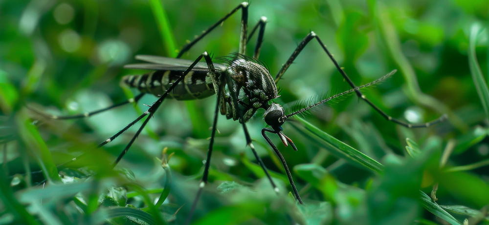 Zoemende verstekeling in de bagage? Dit kun je doen